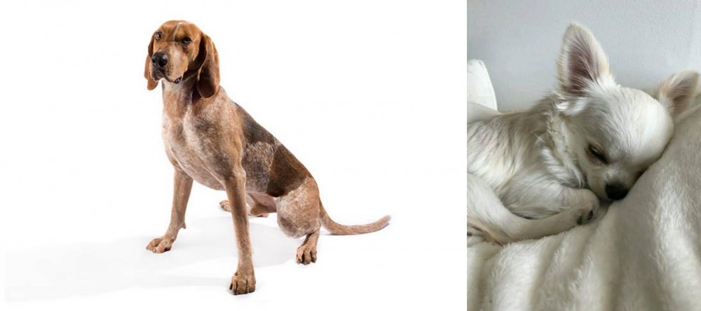 Tea Cup Chihuahua vs Coonhound - Breed Comparison