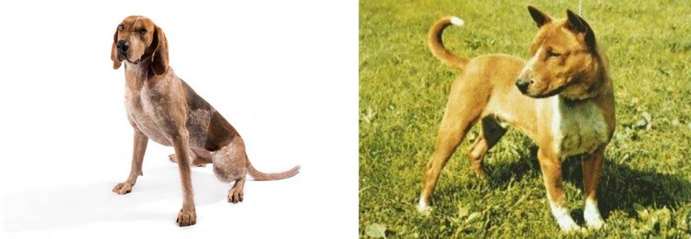Telomian vs Coonhound - Breed Comparison