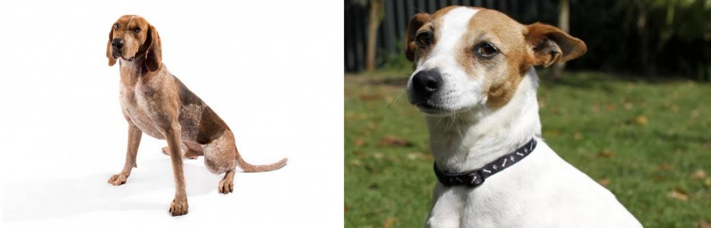 Tenterfield Terrier vs Coonhound - Breed Comparison