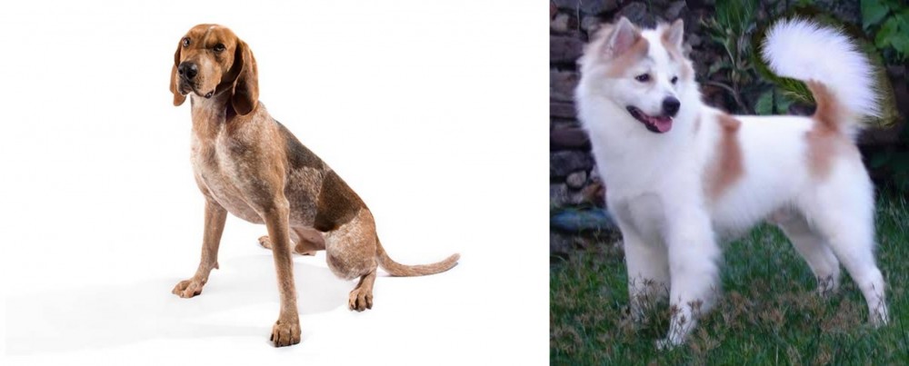 Thai Bangkaew vs Coonhound - Breed Comparison