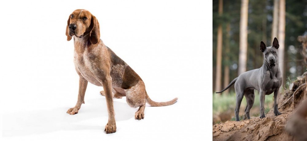 Thai Ridgeback vs Coonhound - Breed Comparison