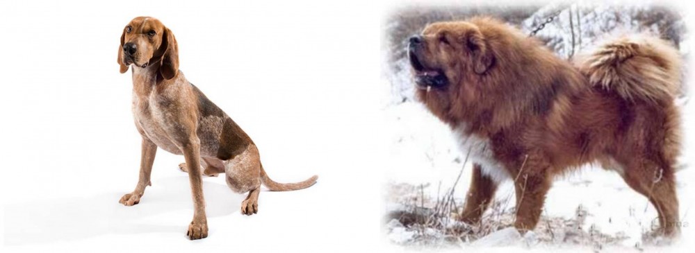 Tibetan Kyi Apso vs Coonhound - Breed Comparison