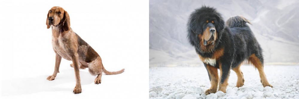 Tibetan Mastiff vs Coonhound - Breed Comparison