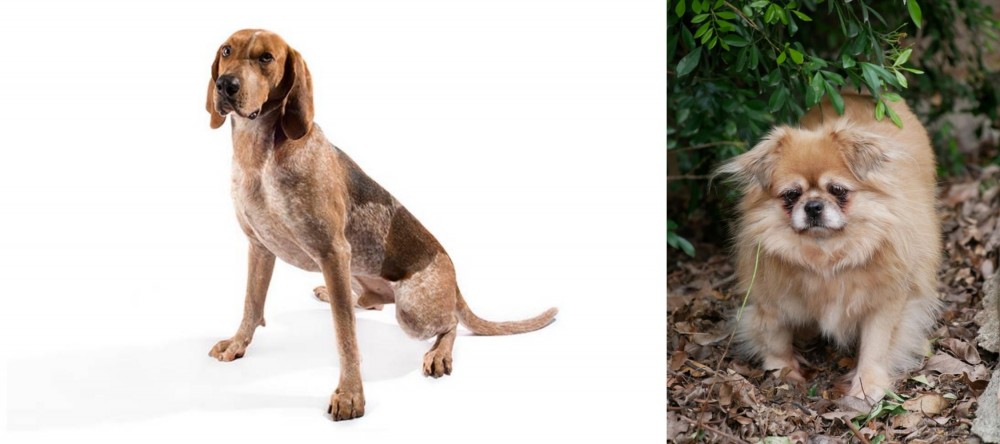 Tibetan Spaniel vs Coonhound - Breed Comparison