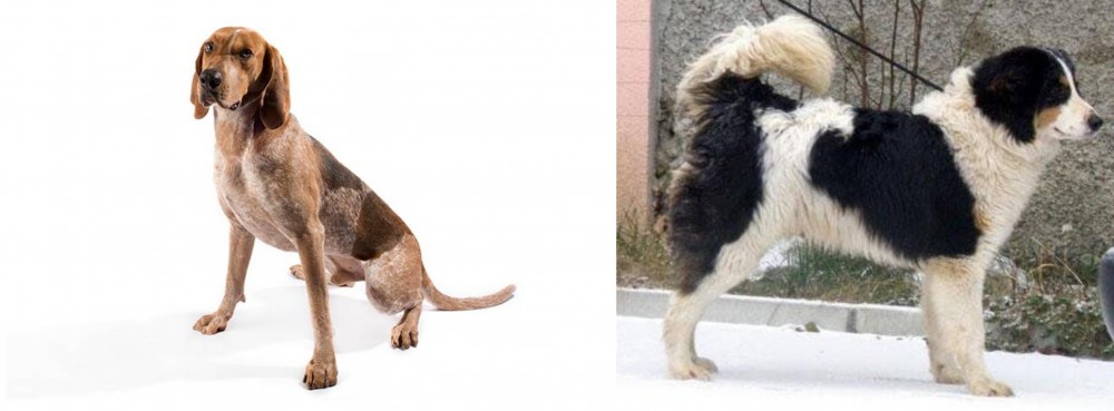 Tornjak vs Coonhound - Breed Comparison