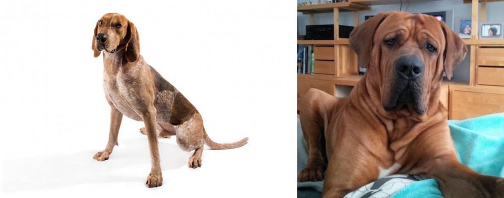 Tosa vs Coonhound - Breed Comparison