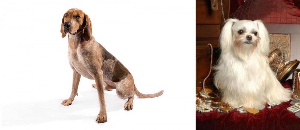 Toy Mi-Ki vs Coonhound - Breed Comparison