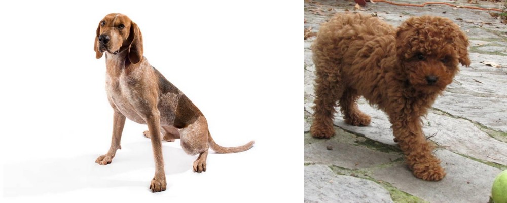 Toy Poodle vs Coonhound - Breed Comparison