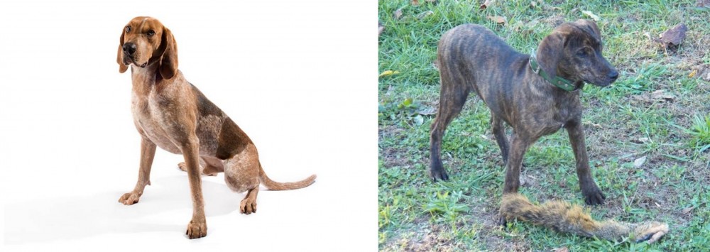 Treeing Cur vs Coonhound - Breed Comparison
