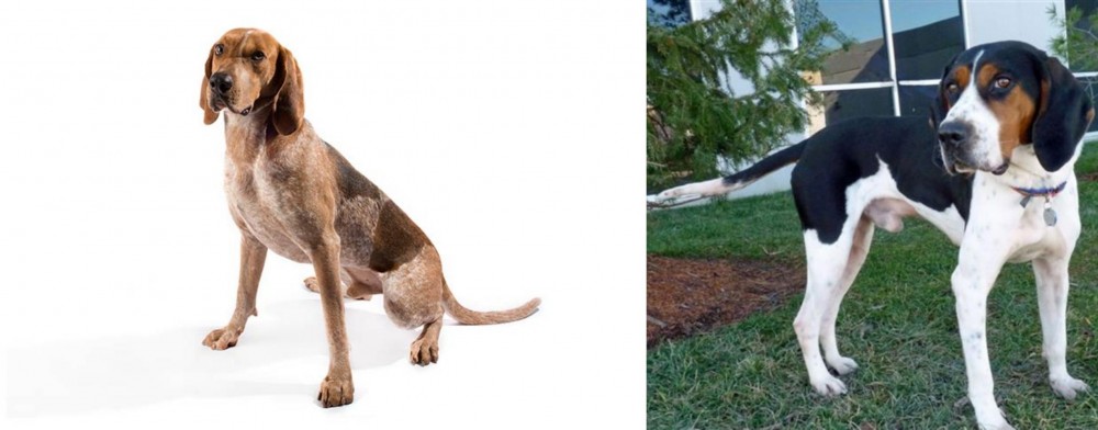 Treeing Walker Coonhound vs Coonhound - Breed Comparison
