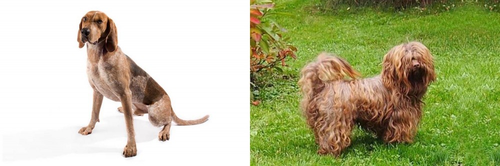 Tsvetnaya Bolonka vs Coonhound - Breed Comparison