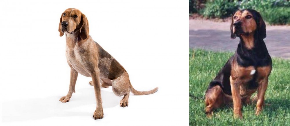 Tyrolean Hound vs Coonhound - Breed Comparison