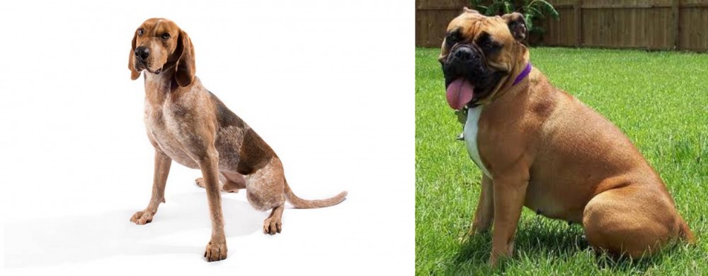 Valley Bulldog vs Coonhound - Breed Comparison