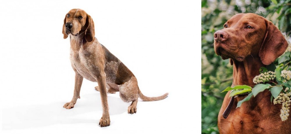 Vizsla vs Coonhound - Breed Comparison