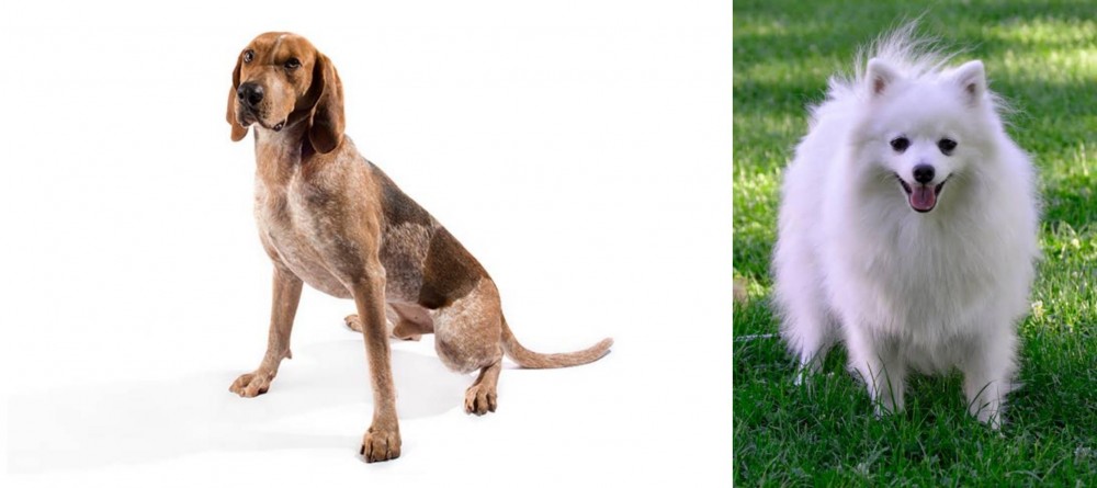 Volpino Italiano vs Coonhound - Breed Comparison