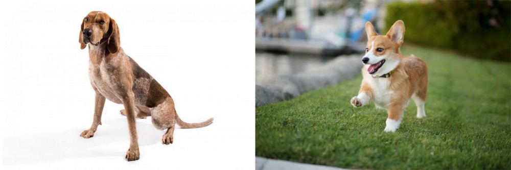 Welsh Corgi vs Coonhound - Breed Comparison