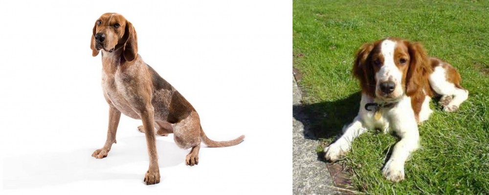 Welsh Springer Spaniel vs Coonhound - Breed Comparison