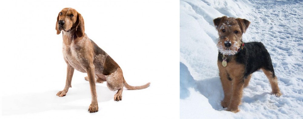 Welsh Terrier vs Coonhound - Breed Comparison