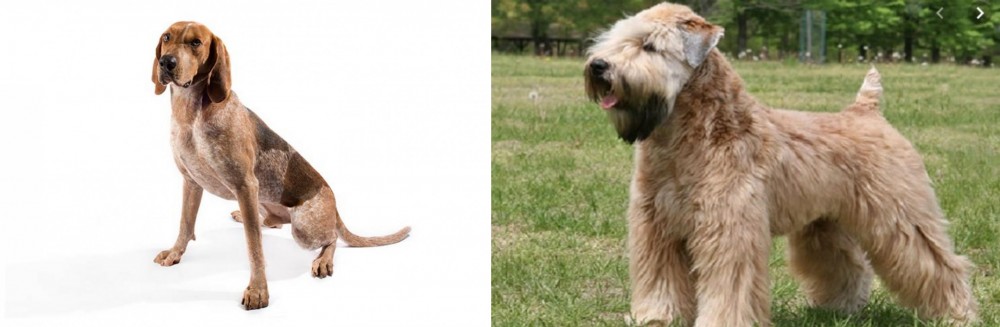 Wheaten Terrier vs Coonhound - Breed Comparison