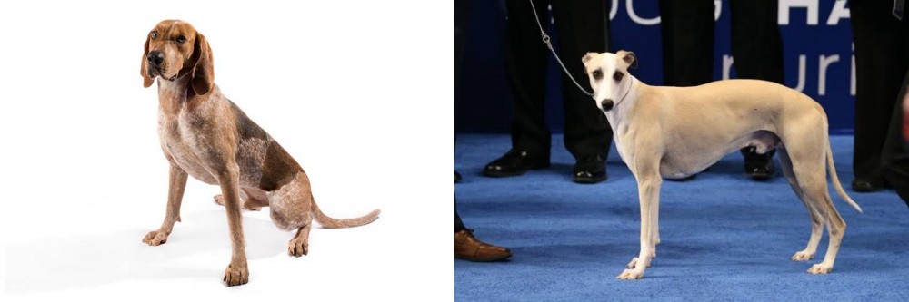 Whippet vs Coonhound - Breed Comparison