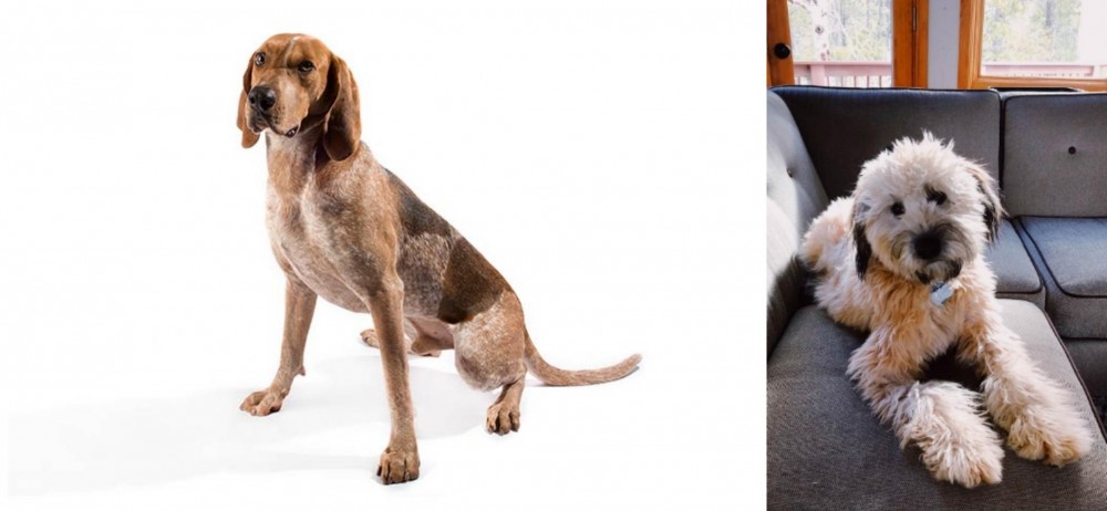 Whoodles vs Coonhound - Breed Comparison