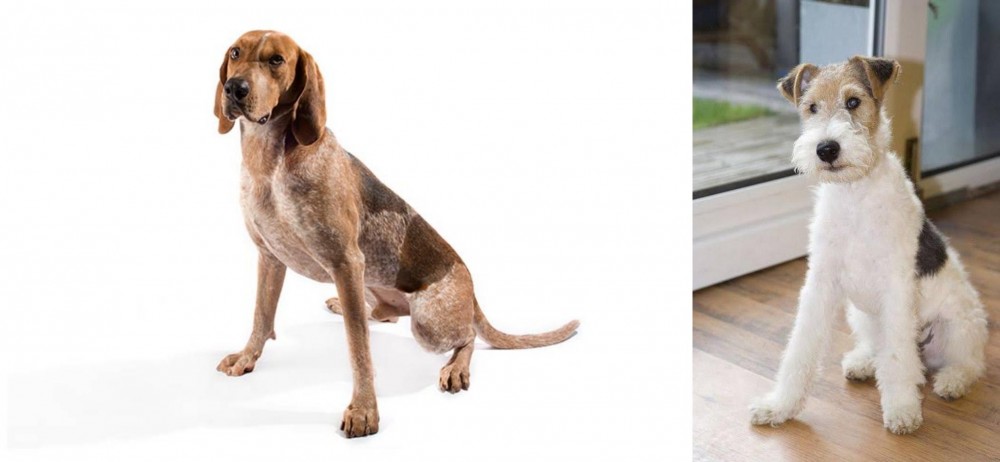 Wire Fox Terrier vs Coonhound - Breed Comparison