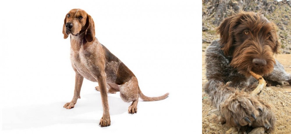 Wirehaired Pointing Griffon vs Coonhound - Breed Comparison