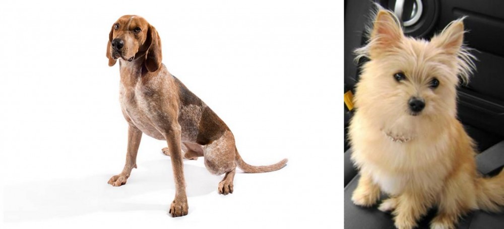 Yoranian vs Coonhound - Breed Comparison