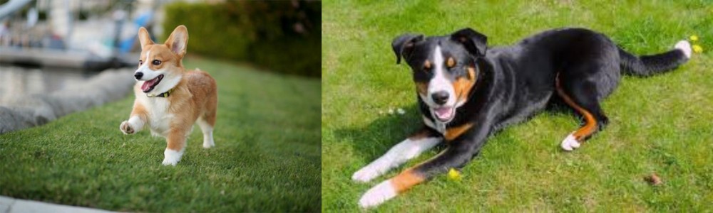 Appenzell Mountain Dog vs Corgi - Breed Comparison
