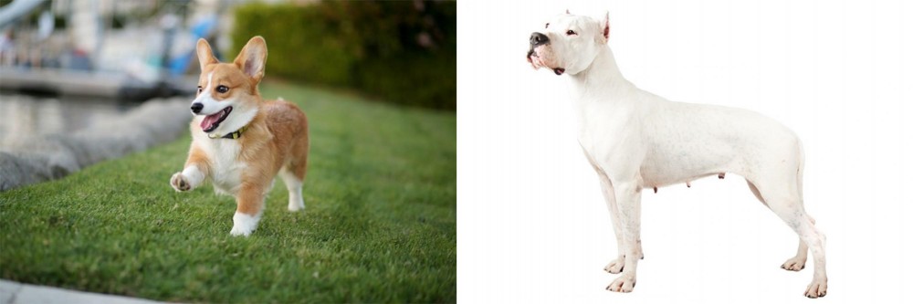 Argentine Dogo vs Corgi - Breed Comparison