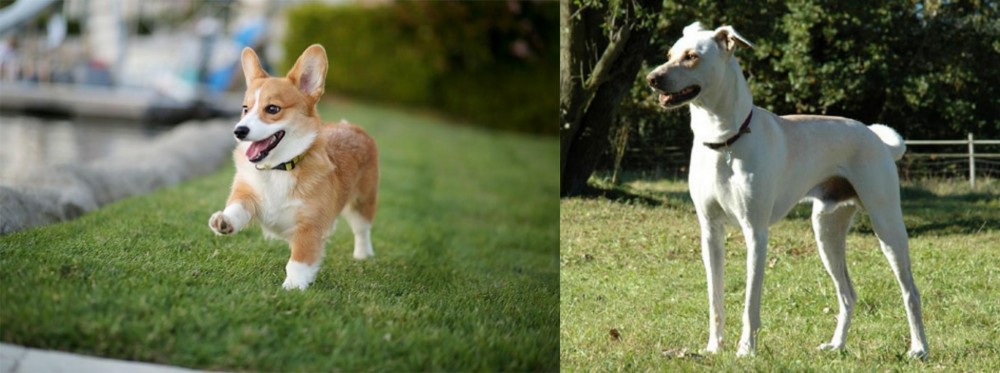 Cretan Hound vs Corgi - Breed Comparison
