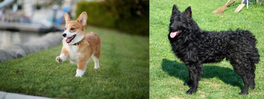 Croatian Sheepdog vs Corgi - Breed Comparison