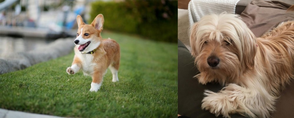 Cyprus Poodle vs Corgi - Breed Comparison