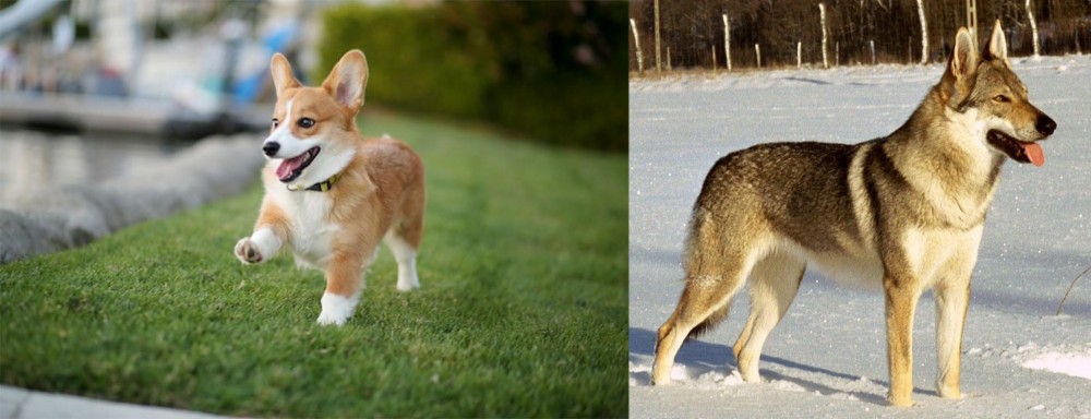 Czechoslovakian Wolfdog vs Corgi - Breed Comparison