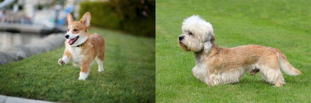 Dandie Dinmont Terrier vs Corgi - Breed Comparison
