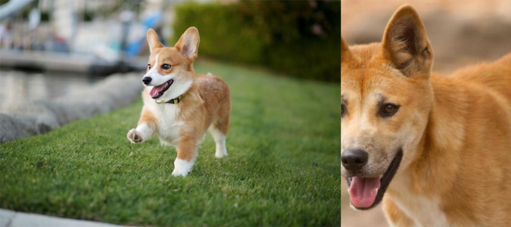 Dingo vs Corgi - Breed Comparison