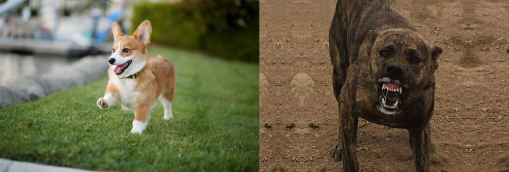 Dogo Sardesco vs Corgi - Breed Comparison