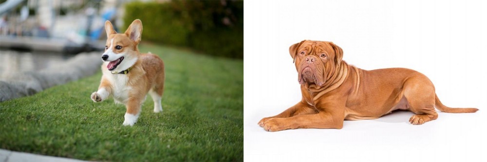 Dogue De Bordeaux vs Corgi - Breed Comparison