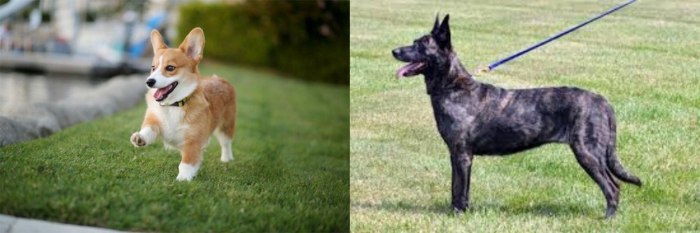 Dutch Shepherd vs Corgi - Breed Comparison