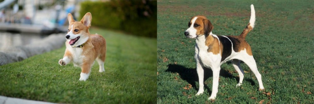 English Foxhound vs Corgi - Breed Comparison