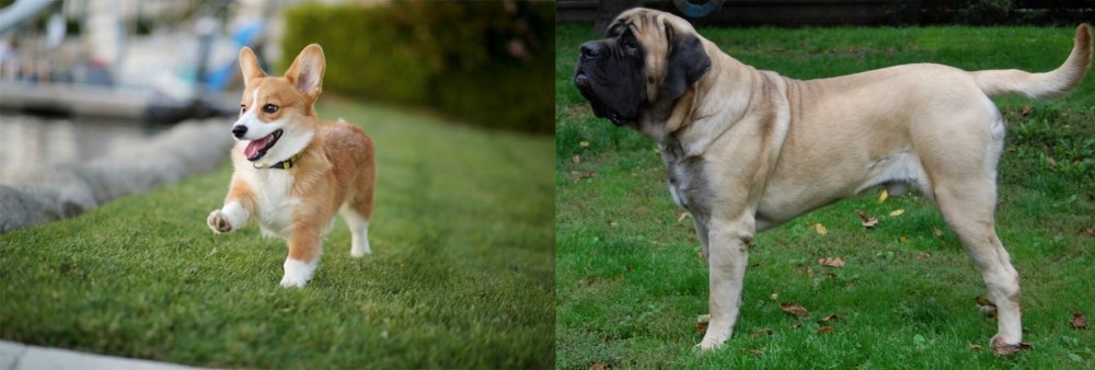 English Mastiff vs Corgi - Breed Comparison