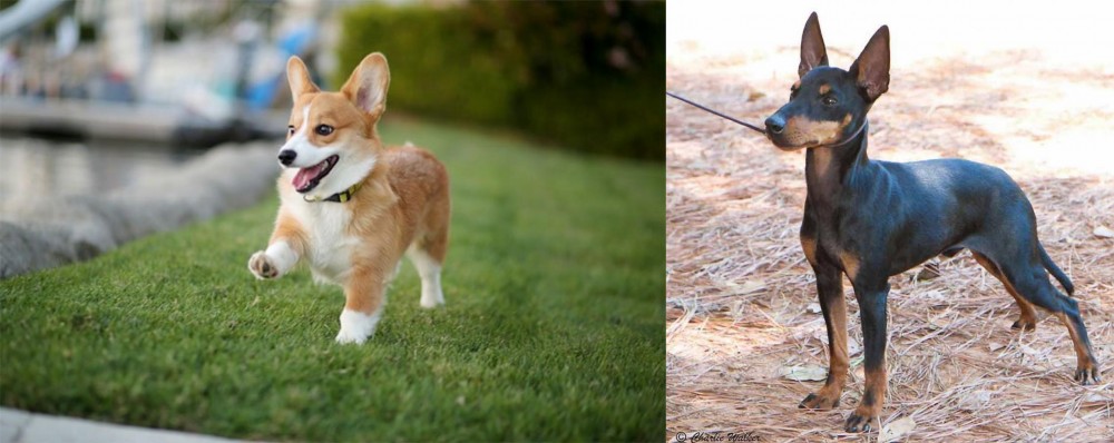 English Toy Terrier (Black & Tan) vs Corgi - Breed Comparison