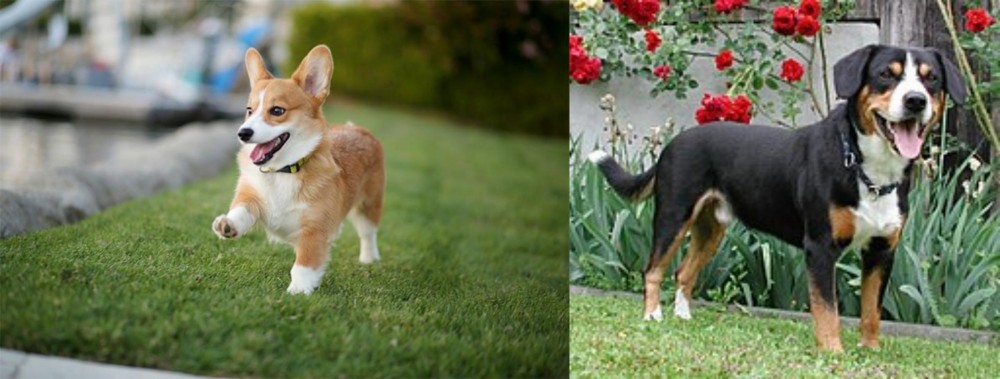 Entlebucher Mountain Dog vs Corgi - Breed Comparison