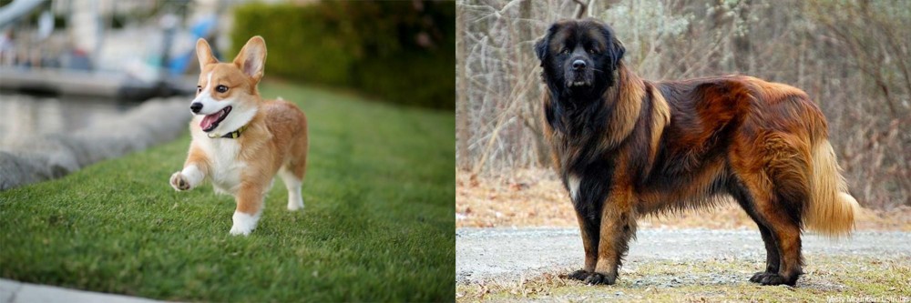 Estrela Mountain Dog vs Corgi - Breed Comparison