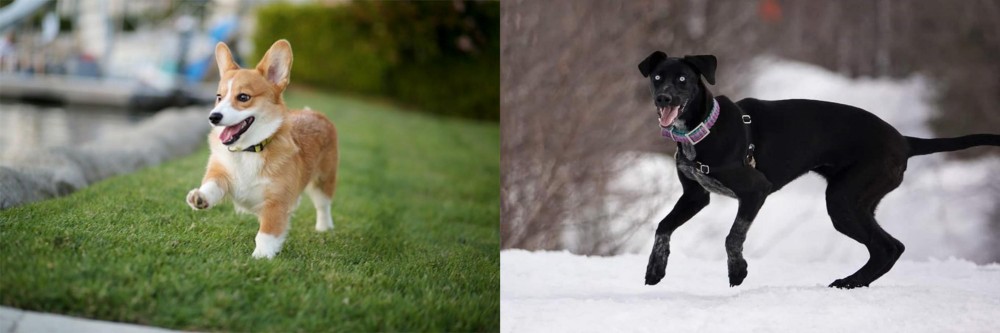 Eurohound vs Corgi - Breed Comparison