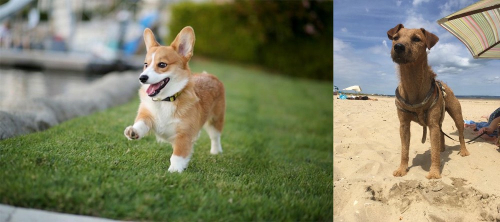Fell Terrier vs Corgi - Breed Comparison
