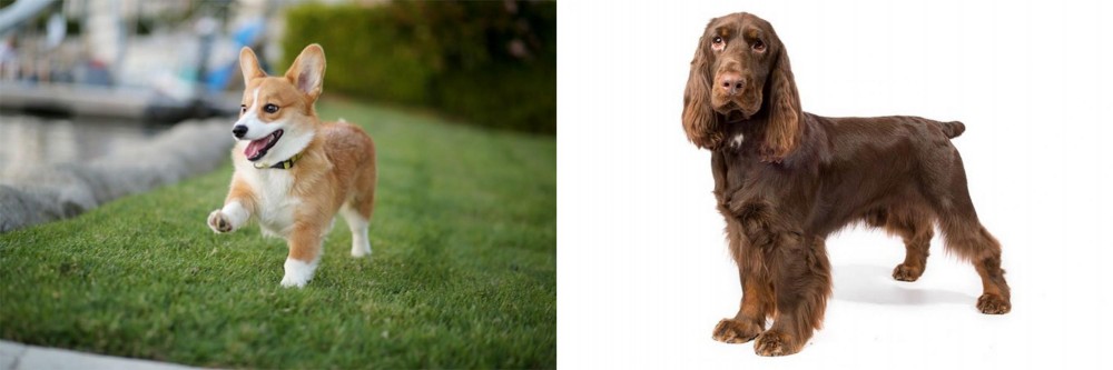 Field Spaniel vs Corgi - Breed Comparison