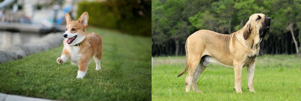 Fila Brasileiro vs Corgi - Breed Comparison