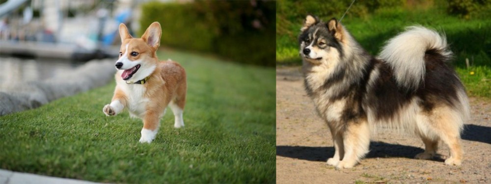Finnish Lapphund vs Corgi - Breed Comparison