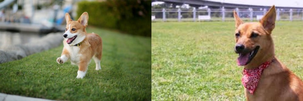 Formosan Mountain Dog vs Corgi - Breed Comparison